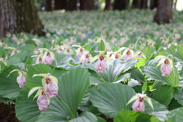 【山形県内発】 自然食ビュッフェ『ガーデンレストランSARARA』と絶滅危惧種クマガイソウ&大桑原のつつじ(日帰り)2